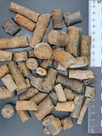 AAM0034 Криноидея. Окаменелость. Морская лилия 