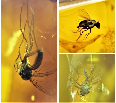 AAM0010 Янтарь с многочисленными инклюзами «Микромир». 2 комара, муха, 6(!) клещей в шикарном камне.