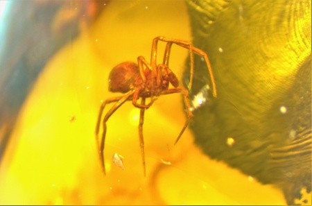 AAM0009 Янтарь с многочисленными инклюзами «Каждой твари по паре». 2 ручейника, 2 паука, 4 двукрылых, клещ, отпечаток гигантского таракана(?)  в большом красивом камне.