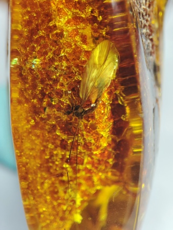 AAM0018 Янтарь с инклюзом Macrochile baltica «Луна и Солнце»