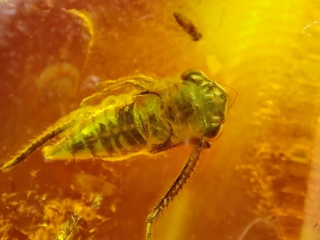 AAM0025 Янтарь с инклюзом Коллекция на ладони