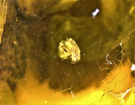 AAM0009 Янтарь с многочисленными инклюзами «Каждой твари по паре». 2 ручейника, 2 паука, 4 двукрылых, клещ, отпечаток гигантского таракана(?)  в большом красивом камне.