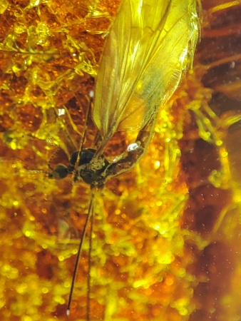 AAM0018 Янтарь с инклюзом Macrochile baltica «Луна и Солнце»