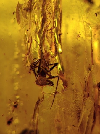 AAM0012 Янтарь с многочисленными инклюзами Охотничье угодье. 43 грамма! 