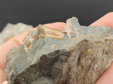 AAM0024 Аммониты и меловая живность на породе малая