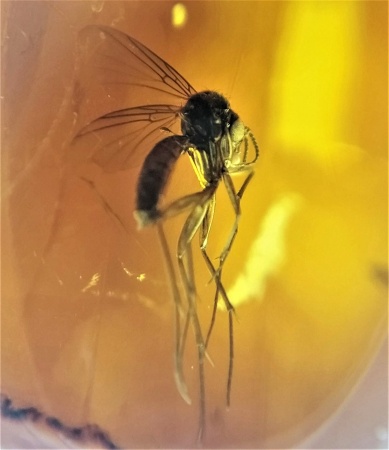 AAM0010 Янтарь с многочисленными инклюзами «Микромир». 2 комара, муха, 6(!) клещей в шикарном камне.