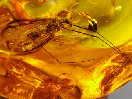 AAM0021 Эксклюзивный янтарь с музейным инклюзом «Москито». Гигантский комар-долгоножка. 3 см.