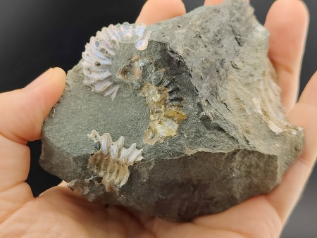 AAM0023 Аммониты и меловая живность на породе большая