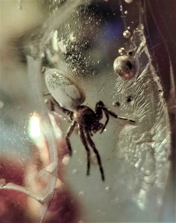 AAM0007 Янтарь с многочисленными инклюзами «Паучье логово». 6 пауков и другие насекомые в большом красивом камне.