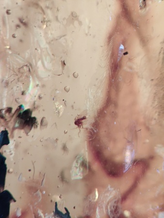 AAM0012 Янтарь с многочисленными инклюзами Охотничье угодье. 43 грамма! 