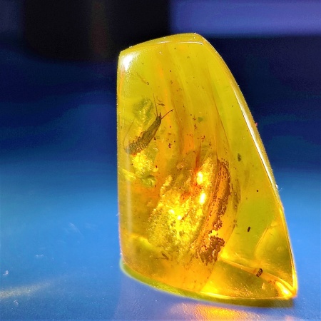 AAM0011 Янтарь с инклюзом «Серебряная рыбка». Очень редкая и очень крупная Чешуйница из отряда Щетинохво́сток (Zygentoma)