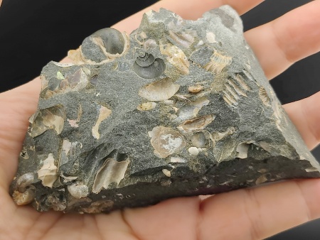 AAM0023 Аммониты и меловая живность на породе большая