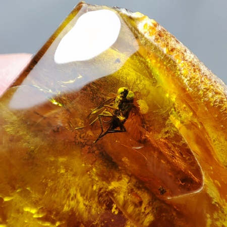 AAM0001 Янтарь с инклюзами