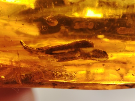 AAM0019 Янтарь с инклюзом "Два листика"