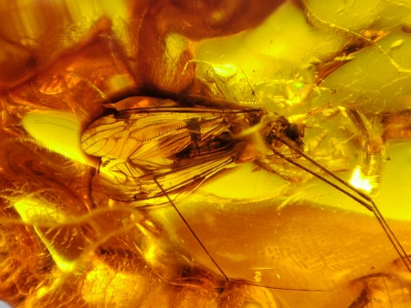 AAM0021 Эксклюзивный янтарь с музейным инклюзом «Москито». Гигантский комар-долгоножка. 3 см.