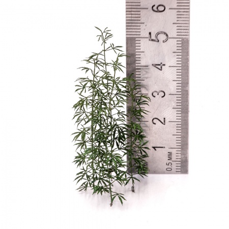 S270MWP Конопля, размер L