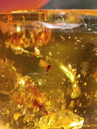 AAM0013 Янтарь с инклюзом «У ручья». Вес 14 грамм, 2 ручейника, 4 комара, тля, колемболла и бутон цветка! 