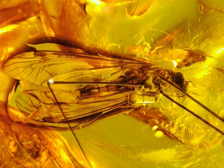 AAM0021 Эксклюзивный янтарь с музейным инклюзом «Москито». Гигантский комар-долгоножка. 3 см.