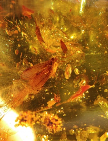 AAM0013 Янтарь с инклюзом «У ручья». Вес 14 грамм, 2 ручейника, 4 комара, тля, колемболла и бутон цветка! 