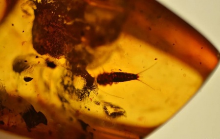 AAM0011 Янтарь с инклюзом «Серебряная рыбка». Очень редкая и очень крупная Чешуйница из отряда Щетинохво́сток (Zygentoma)