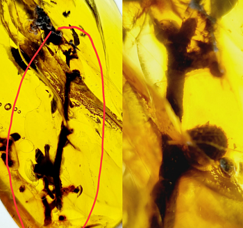 AAM0027 Янтарь с инклюзом