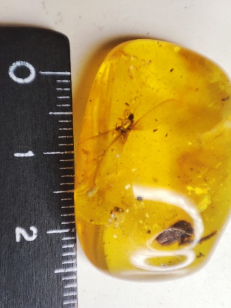 AAM0016 Янтарь с инклюзами «Термит»