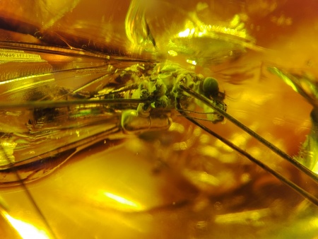 AAM0021 Эксклюзивный янтарь с музейным инклюзом «Москито». Гигантский комар-долгоножка. 3 см.