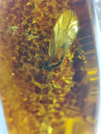 AAM0018 Янтарь с инклюзом Macrochile baltica «Луна и Солнце»