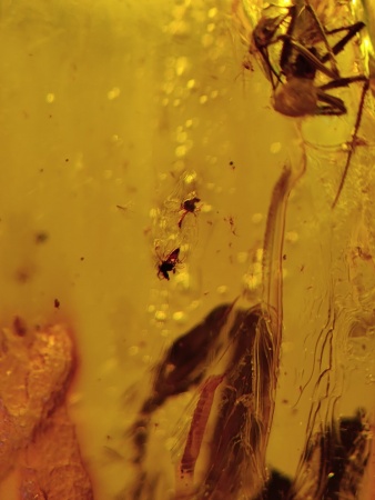 AAM0012 Янтарь с многочисленными инклюзами Охотничье угодье. 43 грамма! 