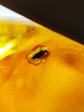 AAM0015 Янтарь с многочисленными инклюзами  «Муха Зеленуха»