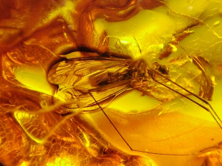 AAM0021 Эксклюзивный янтарь с музейным инклюзом «Москито». Гигантский комар-долгоножка. 3 см.