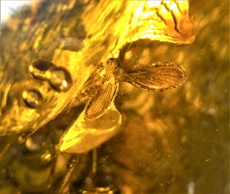 AAM0009 Янтарь с многочисленными инклюзами «Каждой твари по паре». 2 ручейника, 2 паука, 4 двукрылых, клещ, отпечаток гигантского таракана(?)  в большом красивом камне.