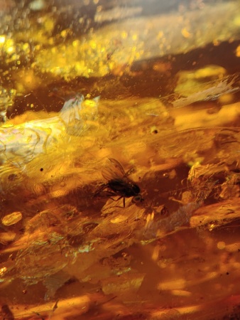 AAM0012 Янтарь с многочисленными инклюзами Охотничье угодье. 43 грамма! 