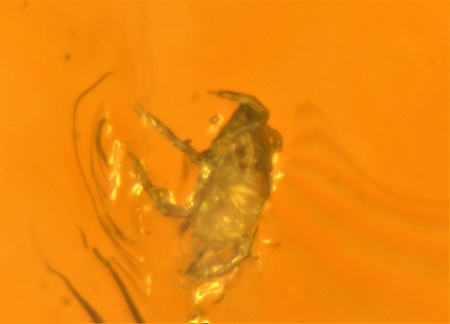 AAM0010 Янтарь с многочисленными инклюзами «Микромир». 2 комара, муха, 6(!) клещей в шикарном камне.