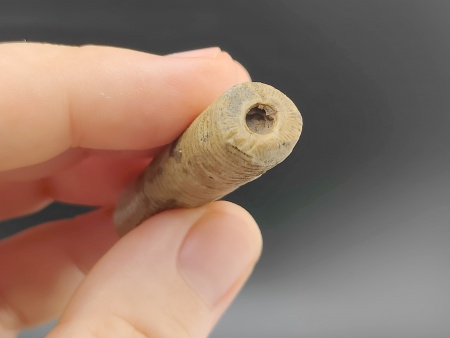 AAM0034 Криноидея. Окаменелость. Морская лилия 