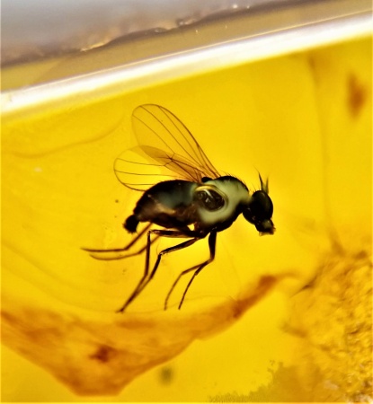 AAM0010 Янтарь с многочисленными инклюзами «Микромир». 2 комара, муха, 6(!) клещей в шикарном камне.