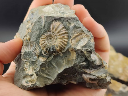 AAM0023 Аммониты и меловая живность на породе большая