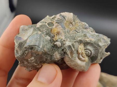 AAM0024 Аммониты и меловая живность на породе малая