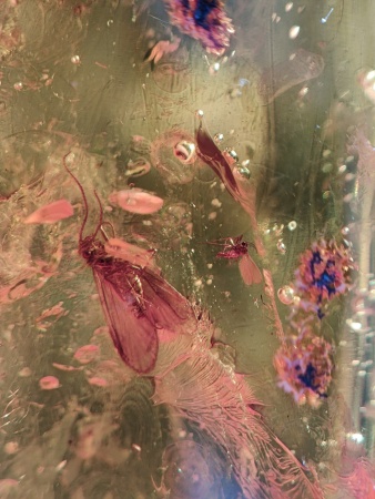 AAM0013 Янтарь с инклюзом «У ручья». Вес 14 грамм, 2 ручейника, 4 комара, тля, колемболла и бутон цветка! 