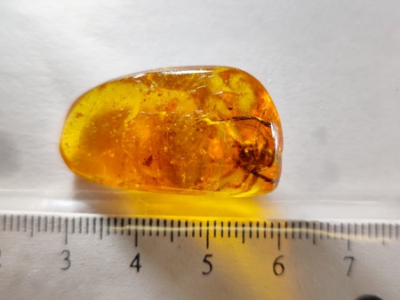 AAM0017 Янтарь с инклюзом «Тройная редкость»