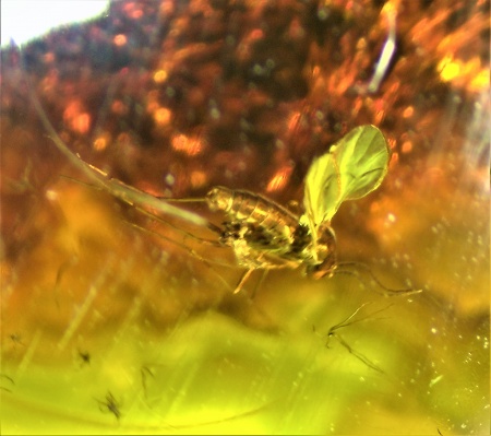 AAM0009 Янтарь с многочисленными инклюзами «Каждой твари по паре». 2 ручейника, 2 паука, 4 двукрылых, клещ, отпечаток гигантского таракана(?)  в большом красивом камне.