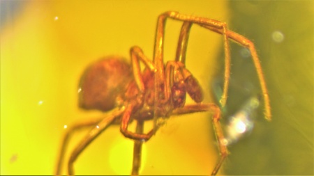 AAM0009 Янтарь с многочисленными инклюзами «Каждой твари по паре». 2 ручейника, 2 паука, 4 двукрылых, клещ, отпечаток гигантского таракана(?)  в большом красивом камне.