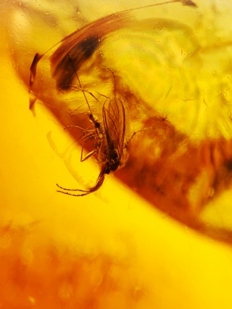 AAM0015 Янтарь с многочисленными инклюзами  «Муха Зеленуха»