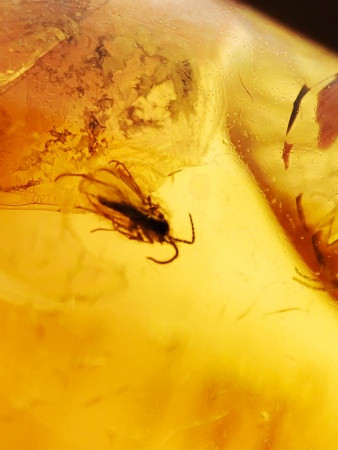 AAM0015 Янтарь с многочисленными инклюзами  «Муха Зеленуха»