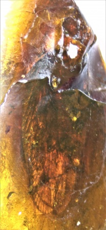 AAM0009 Янтарь с многочисленными инклюзами «Каждой твари по паре». 2 ручейника, 2 паука, 4 двукрылых, клещ, отпечаток гигантского таракана(?)  в большом красивом камне.