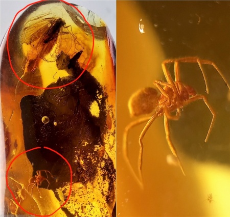 AAM0009 Янтарь с многочисленными инклюзами «Каждой твари по паре». 2 ручейника, 2 паука, 4 двукрылых, клещ, отпечаток гигантского таракана(?)  в большом красивом камне.