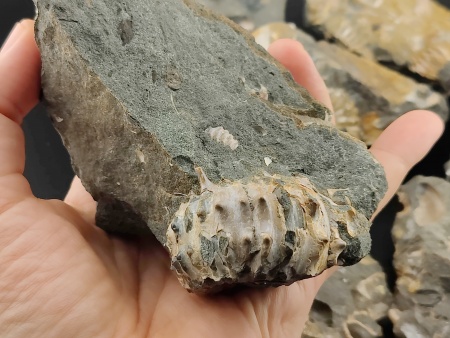 AAM0023 Аммониты и меловая живность на породе большая