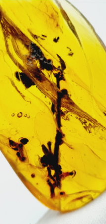 AAM0027 Янтарь с инклюзом