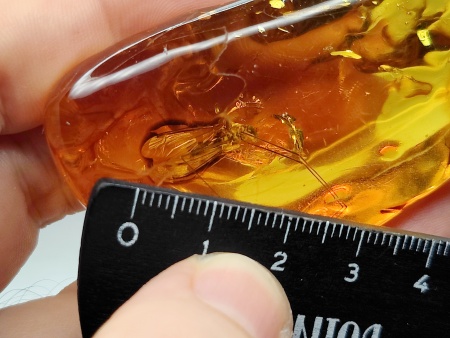 AAM0021 Эксклюзивный янтарь с музейным инклюзом «Москито». Гигантский комар-долгоножка. 3 см.