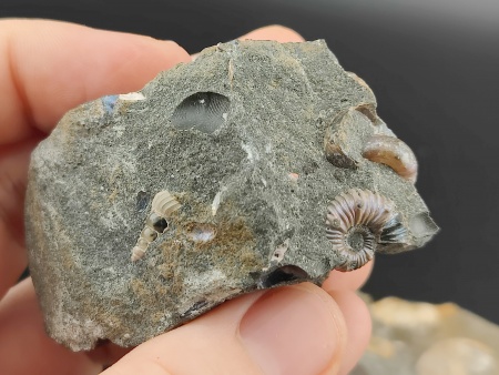 AAM0024 Аммониты и меловая живность на породе малая